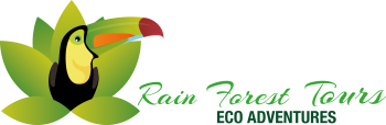 Costa Rica Rain Forest Tours